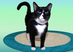 Max image 1