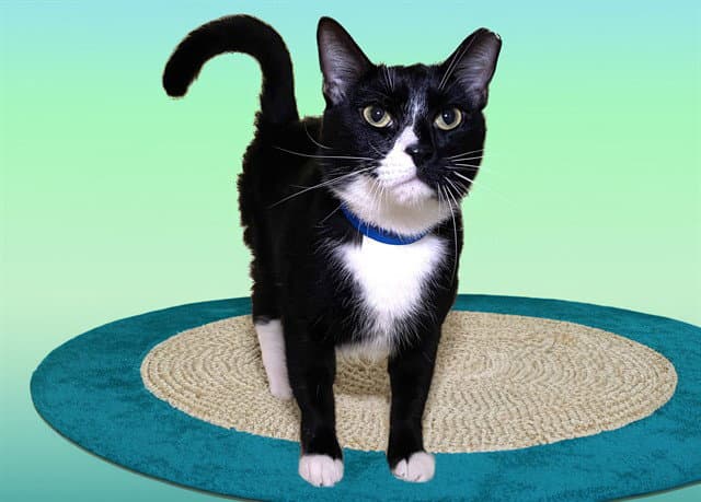 Max - Domestic Short Hair
