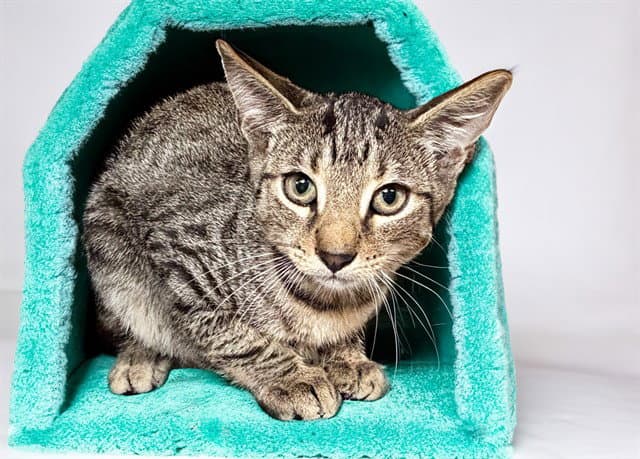 Tiger - Domestic Short Hair