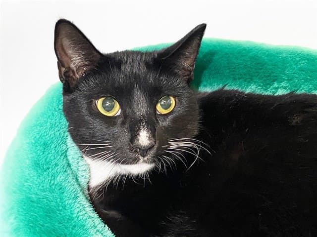 Jay - Domestic Short Hair