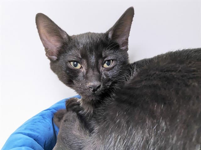 Simpson - Domestic Short Hair