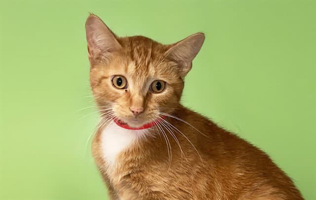 Euro - Domestic Short Hair