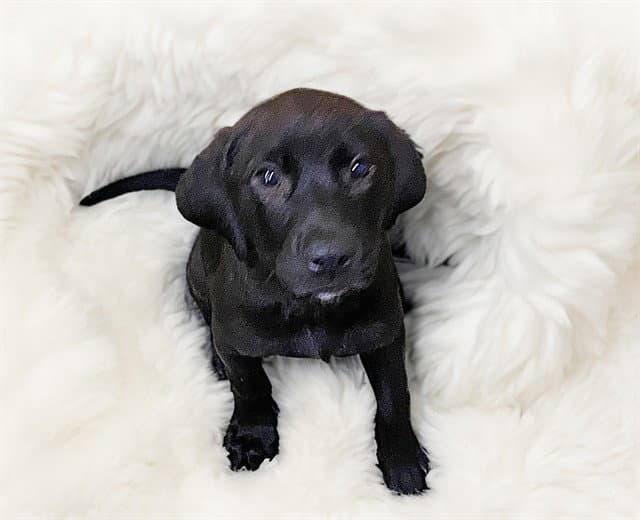 Acacia - Labrador Retriever