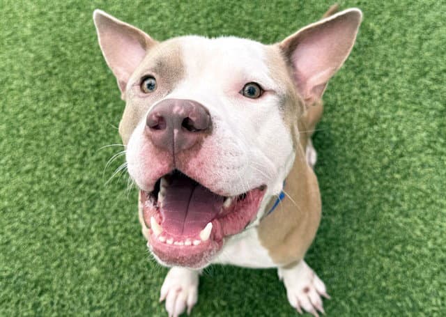 Milo - American Staffordshire Terrier