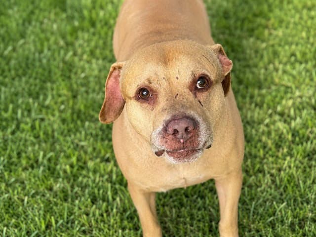 Taj - American Pit Bull Terrier