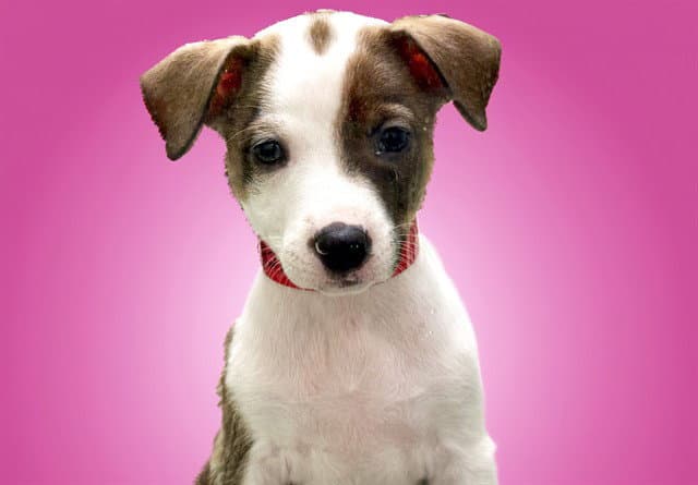 Briar - Labrador Retriever
