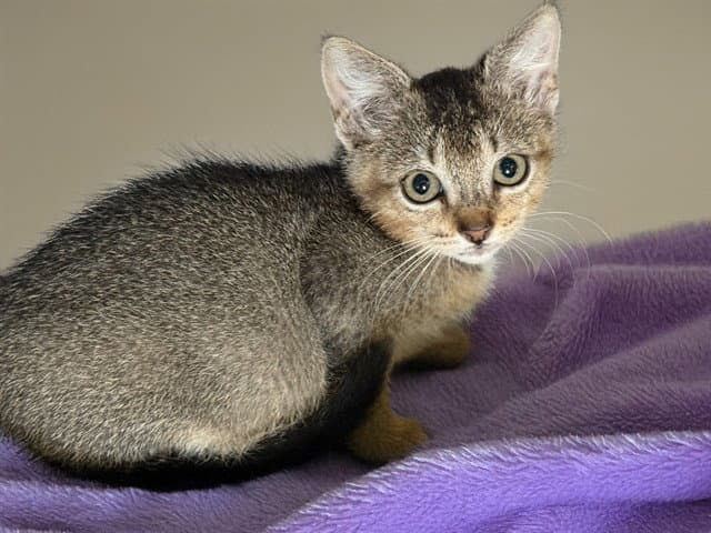 Nami - Abyssinian