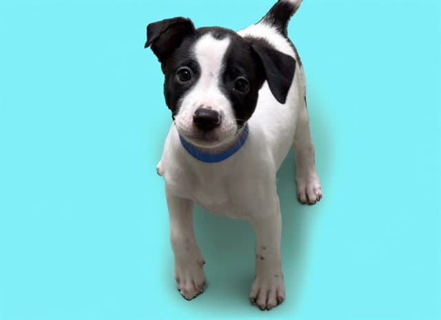 Alder - Labrador Retriever