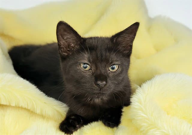 Jenny - Domestic Short Hair