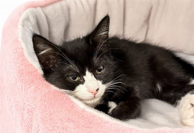 Siobhan - Domestic Short Hair