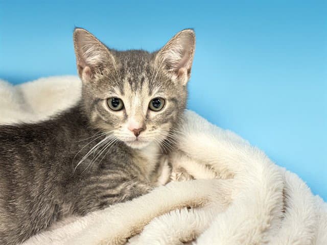 Jackie - Domestic Short Hair