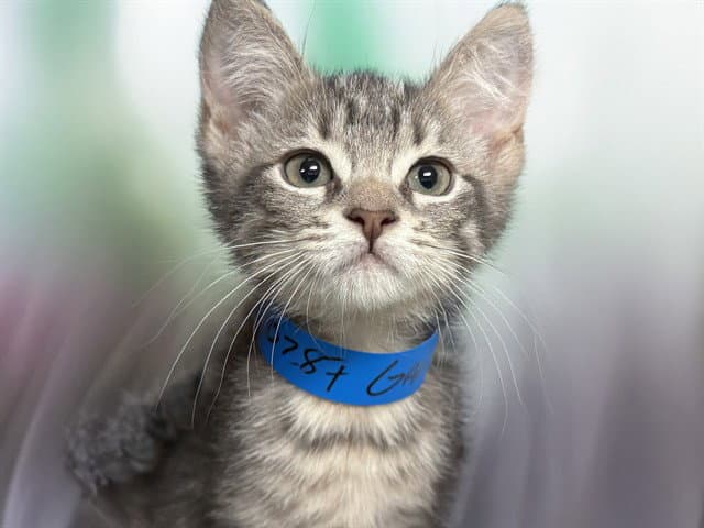 Gandalf - Domestic Short Hair