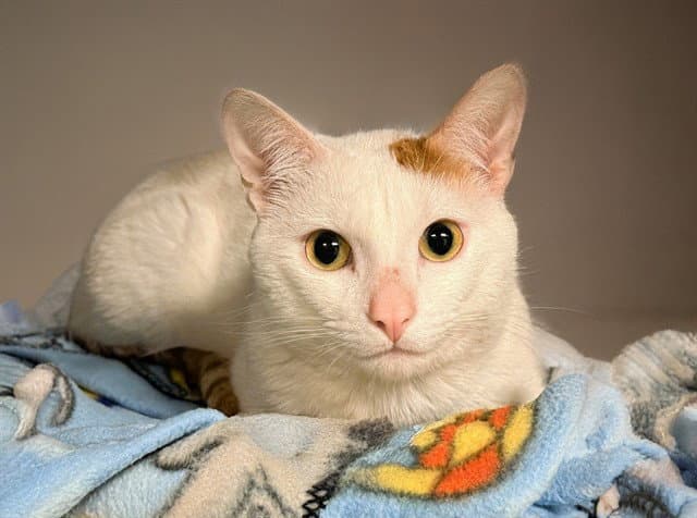 Dogo - Domestic Short Hair