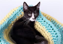 Frankie image 1