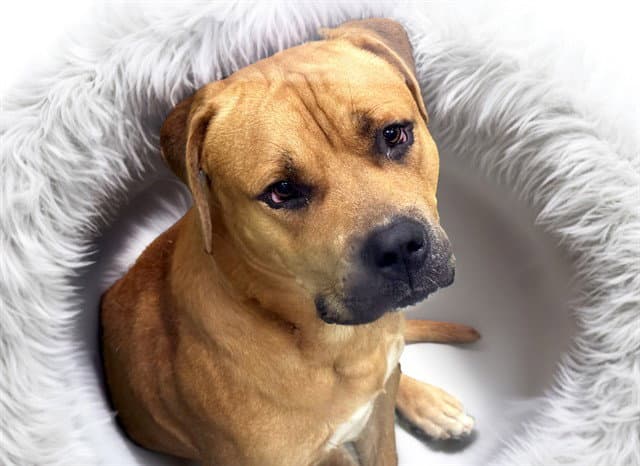 Squint - American Staffordshire Terrier