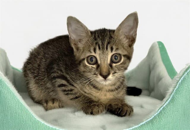 Georgio - Domestic Short Hair