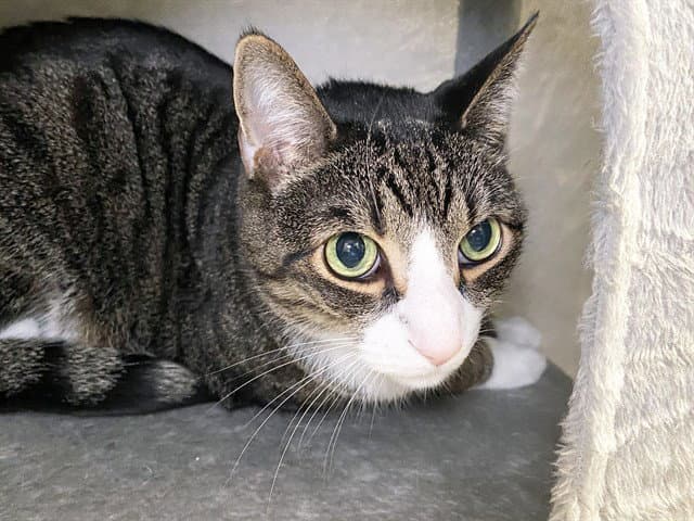 Buster - Domestic Short Hair