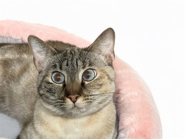 Sugar - Siamese