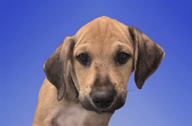 Karl - Labrador Retriever