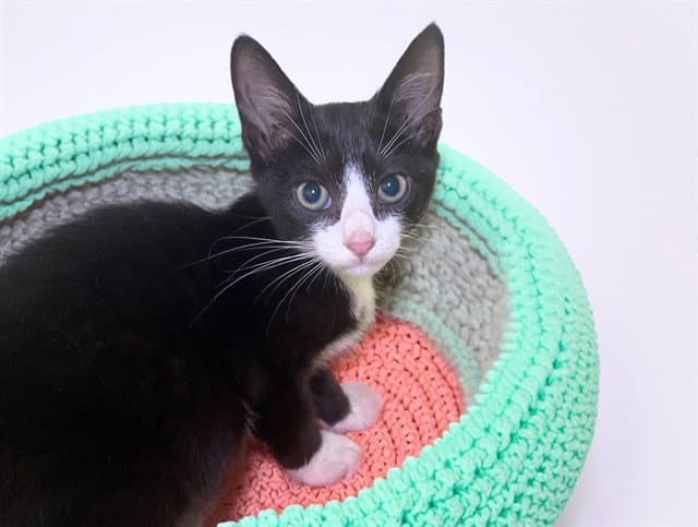 Sokka - Domestic Short Hair