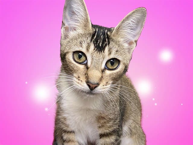 Nina - Domestic Short Hair