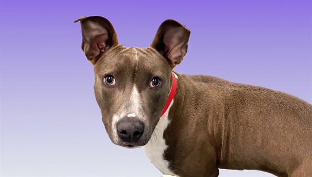 Luna - American Pit Bull Terrier