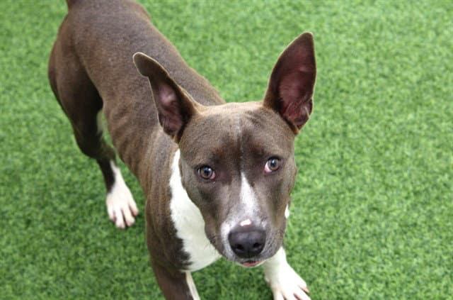 Luna - American Pit Bull Terrier