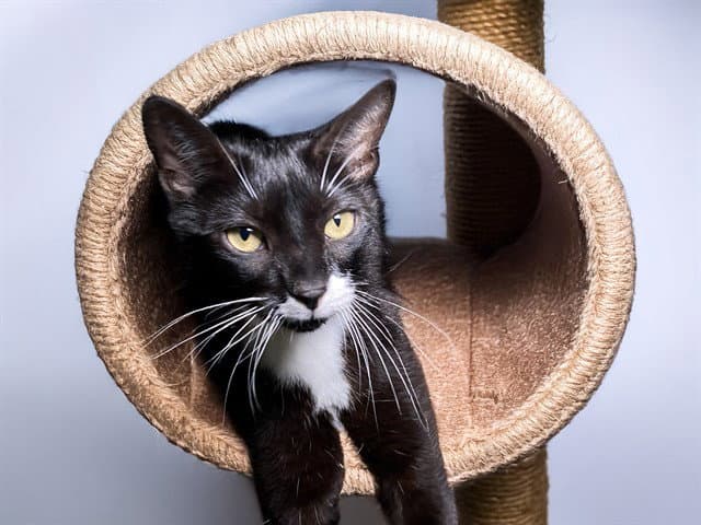 Check - Domestic Short Hair