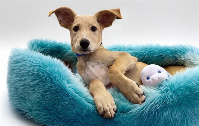 Rodas - Labrador Retriever