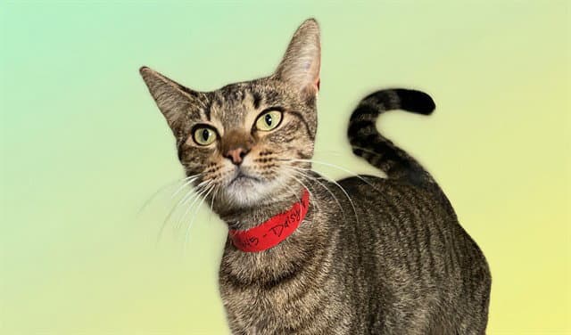 Daisy - Domestic Short Hair