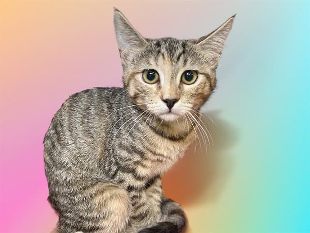 Jan - Domestic Short Hair