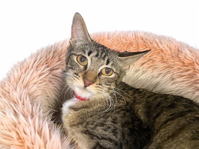 Nikki - Domestic Short Hair
