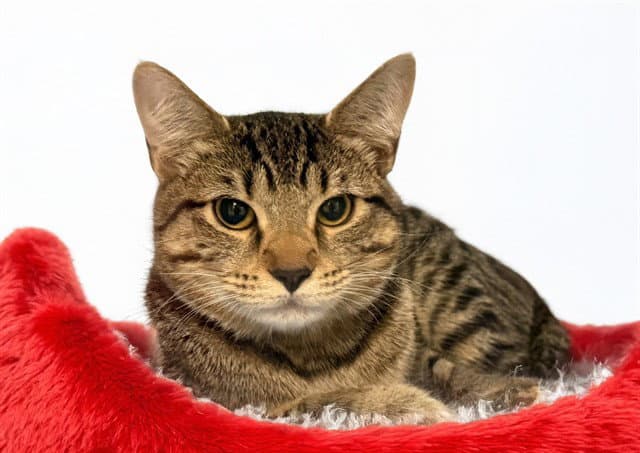 Luna - Domestic Short Hair