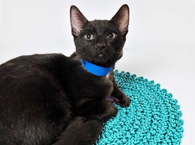 Adam - Domestic Short Hair
