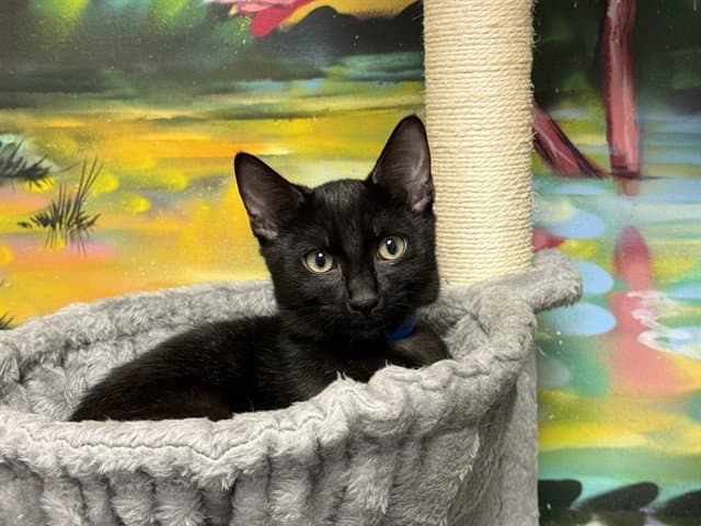 Adam - Domestic Short Hair