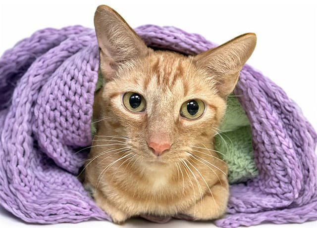 Mahogany - Domestic Short Hair