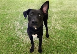 Buddy image 1