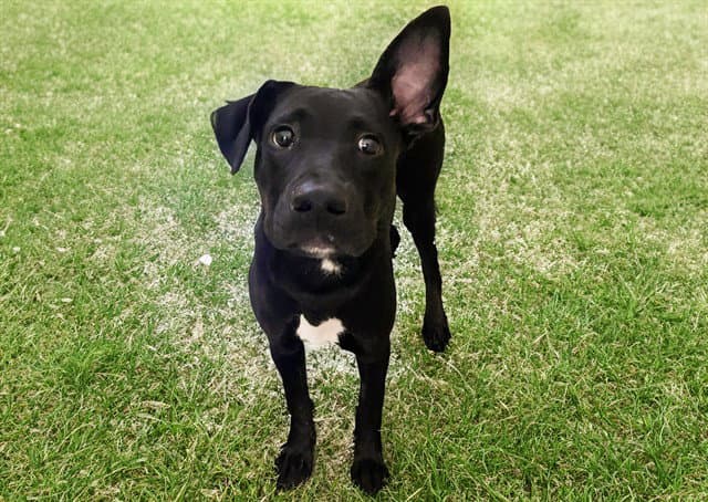 Buddy - Labrador Retriever
