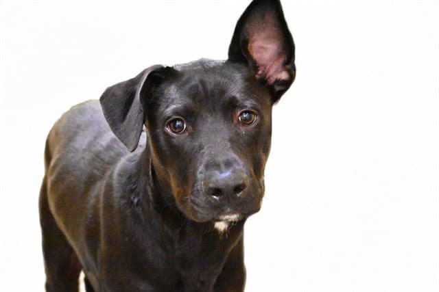 Buddy - Labrador Retriever