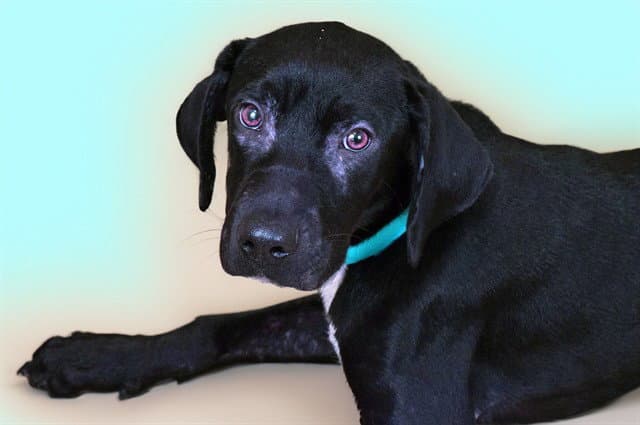 Jackson - Labrador Retriever