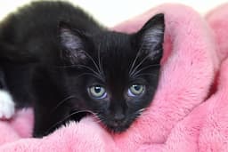 Tuxie image 1