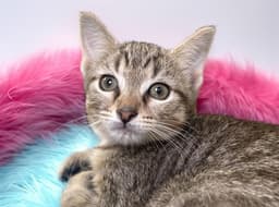 Feline image 1