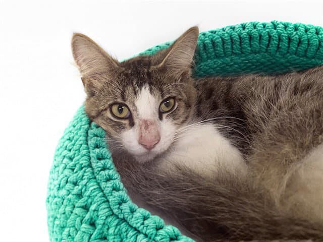 Sebastian - Domestic Short Hair