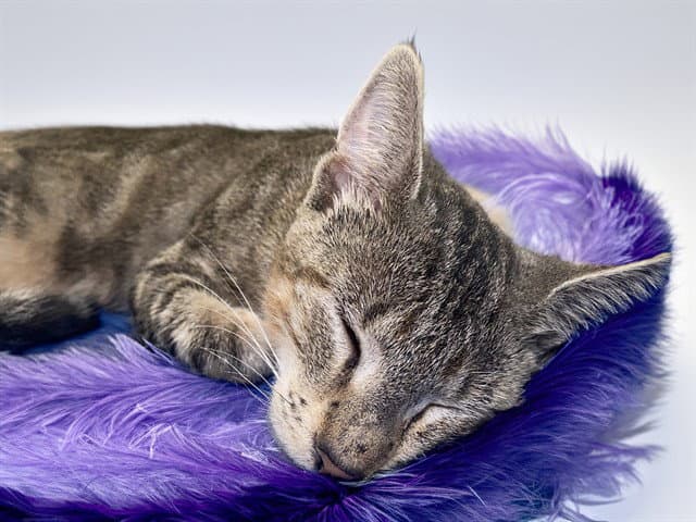 Amethyst - Domestic Short Hair