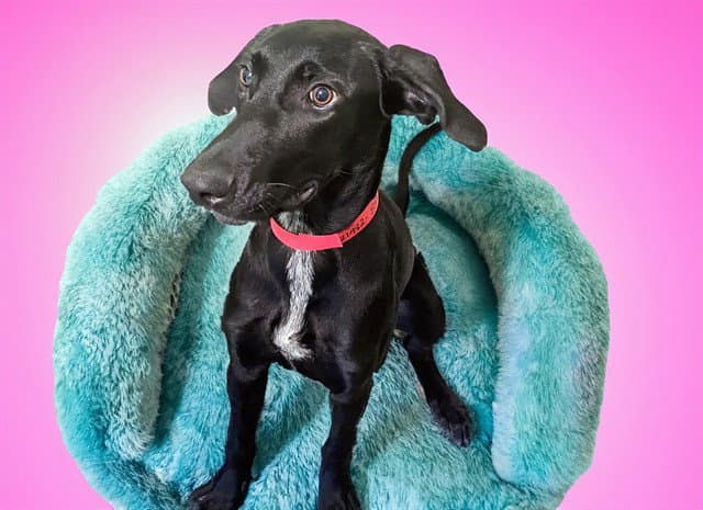 Elsa - Pointer