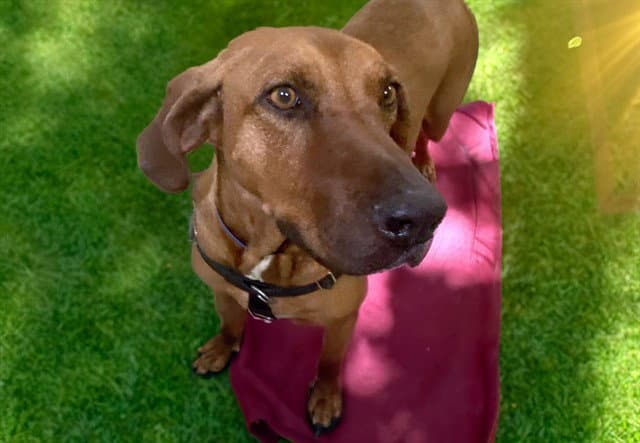 Walker - Redbone Coonhound