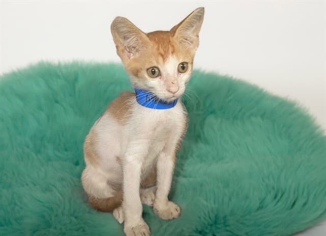 Marco - Domestic Short Hair