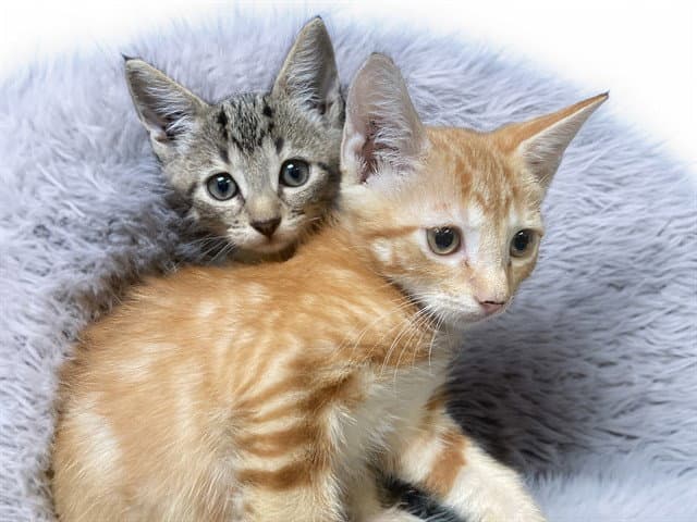 Josh - Domestic Short Hair