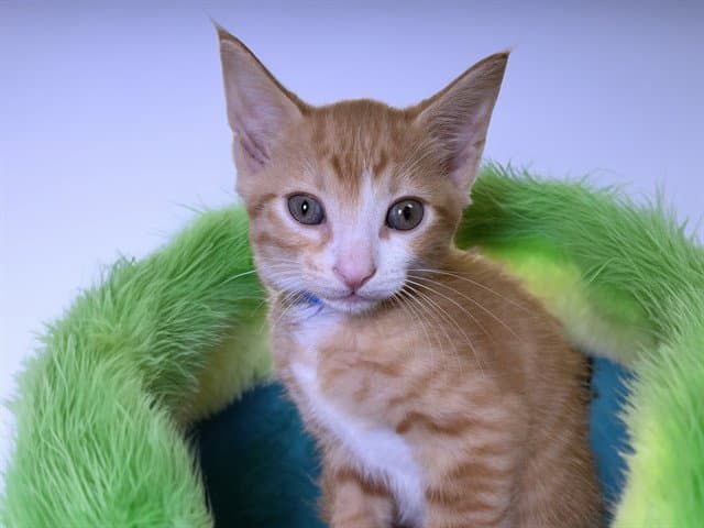 Ron - Domestic Short Hair