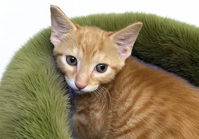 George - Domestic Short Hair